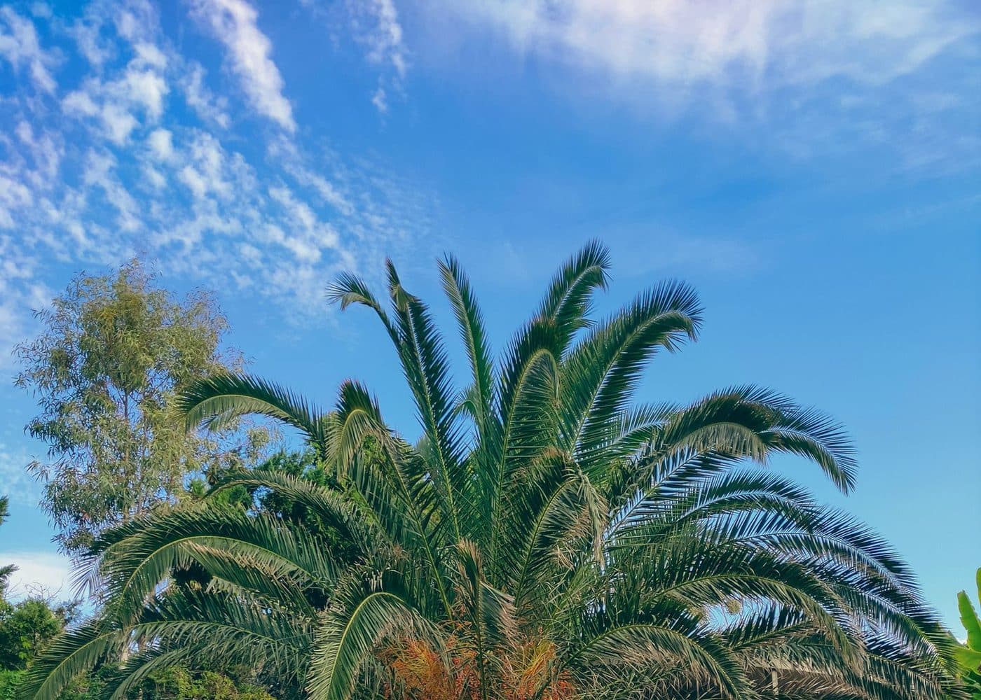 Cupey Tropical Yard Trim and Palm Frond Haul-Away